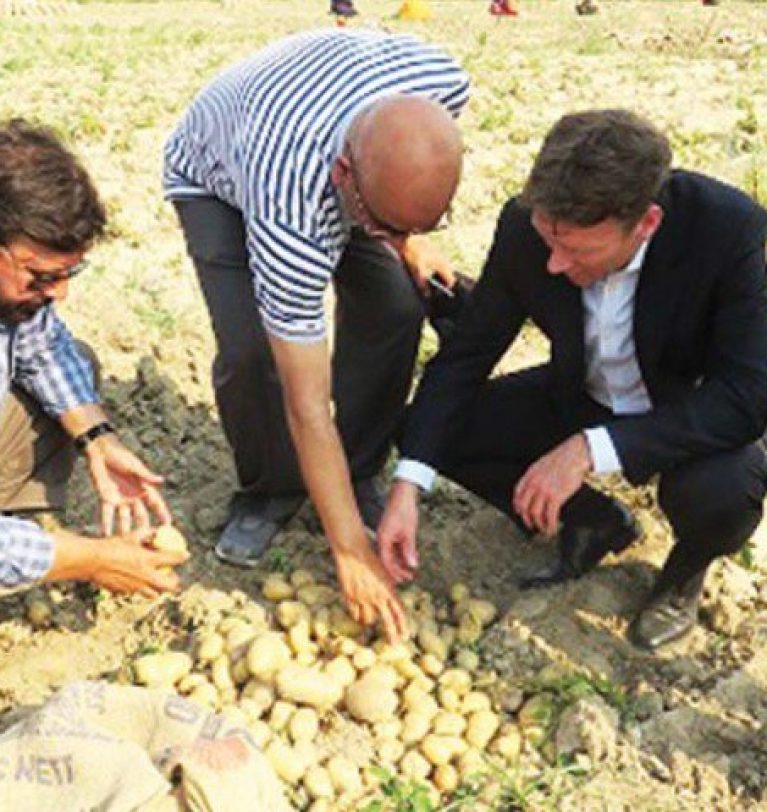 Consider The Salt-Tolerant Potato – Greenworks