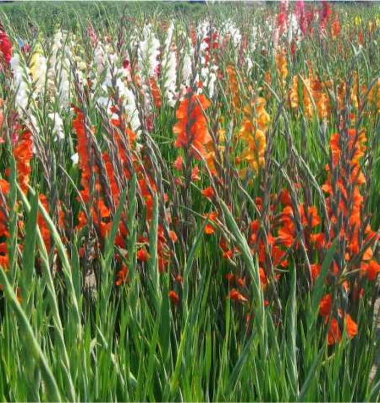 Cultivation of bulbous flowers in Pothohar Region – Greenworks