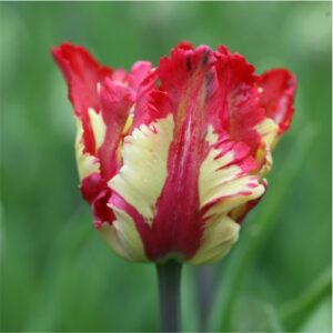 tulip-flower-bulbs-greenworks-Pakistan