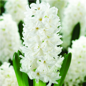 hyacinths-flower bulbs-greenworks-Pakistan