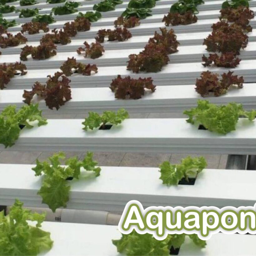 Aquaponics: A solution for self-sustainability