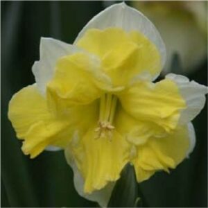 belcanto-daffodils-flower bulbs-greenworks-Pakistan