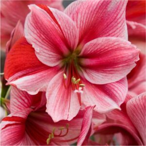 amaryllis-flower-bulbs-greenworks-Pakistan