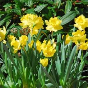 dutch-master-daffodils-flower bulbs-greenworks-Pakistan