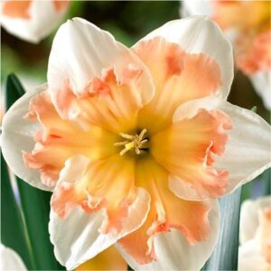 Edinburgh-daffodils-flower bulbs-greenworks-Pakistan