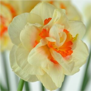 flower-daffodils-flower bulbs-greenworks-Pakistan