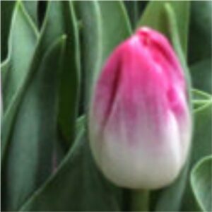 tulip-flower-bulbs-greenworks-Pakistan