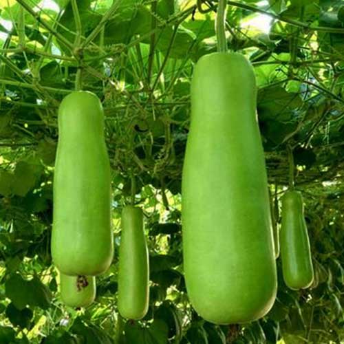 gourd-f1-hybrid-greenworks-Pakistan