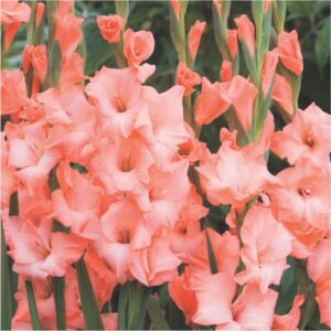 gladiolus-flower-bulbs-greenworks-Pakistan