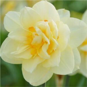 manly-daffodils-flower bulbs-greenworks-Pakistan