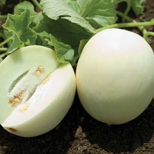 melon-f1-hybrid-greenworks-Pakistan