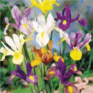 Iris-flower bulbs-greenworks-Pakistan