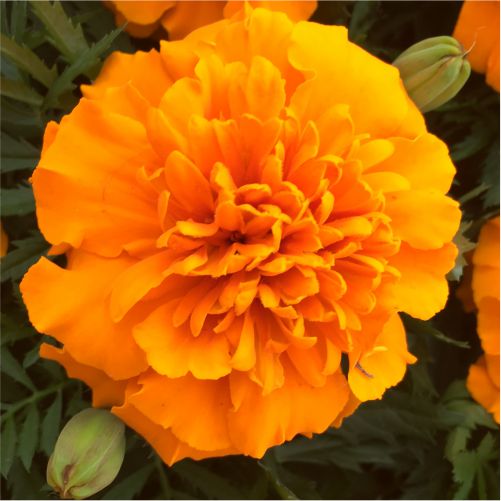french-marigold-flower-seeds-greenworks-Pakistan