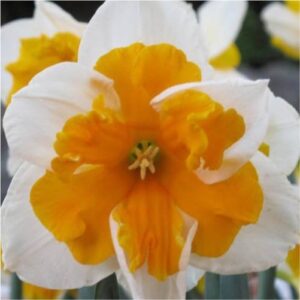 orangery-daffodils-flower bulbs-greenworks-Pakistan