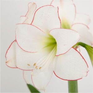 amaryllis-flower-bulbs-greenworks-Pakistan