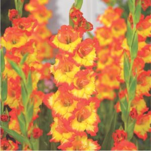 gladiolus-flower-bulbs-greenworks-Pakistan