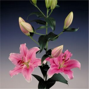 lilies-flower-bulbs-greenworks-Pakistan