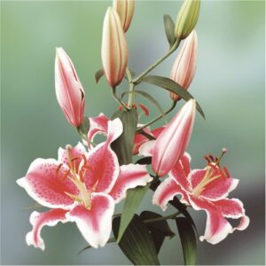 lilies-flower-bulbs-greenworks-Pakistan