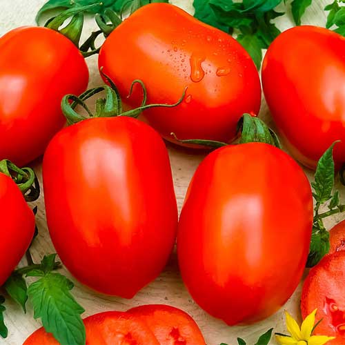 tomato-hybrid-f1-greenworks-Pakistan