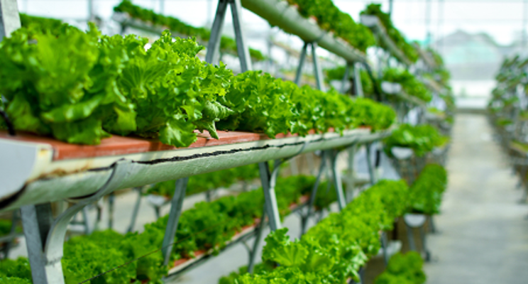 Vertical farming will disrupt food production