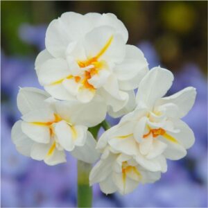 Winston-Churchill-daffodils-flower bulbs-greenworks-Pakistan