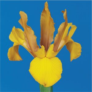 iris-flower bulbs-greenworks-Pakistan