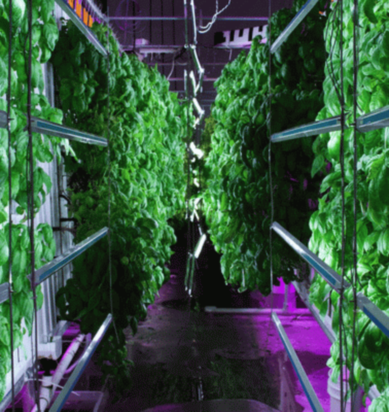 Netherlands offers “vertical farming”