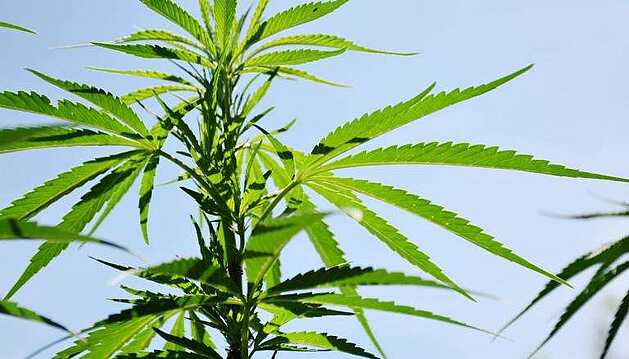 Is hemp the future of NZ’s agriculture industry?