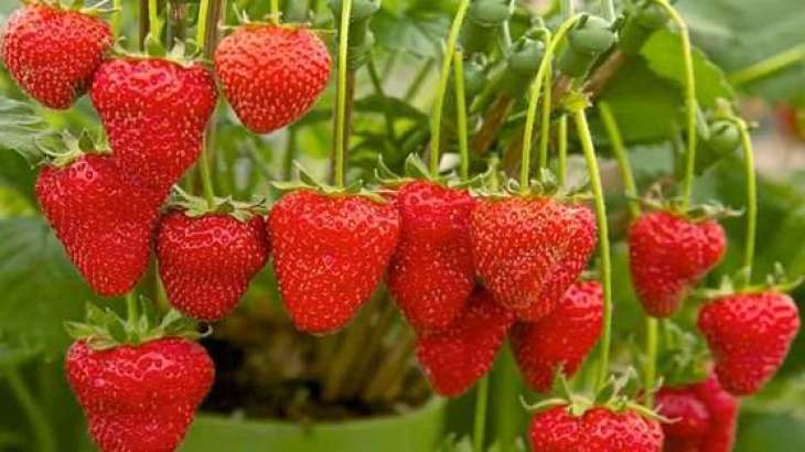 Strawberry cultivation from February